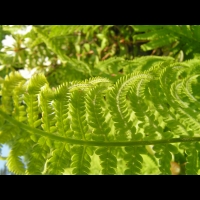 Salix Repens (fam. Salicacees) (Europe, Siberie) (3)